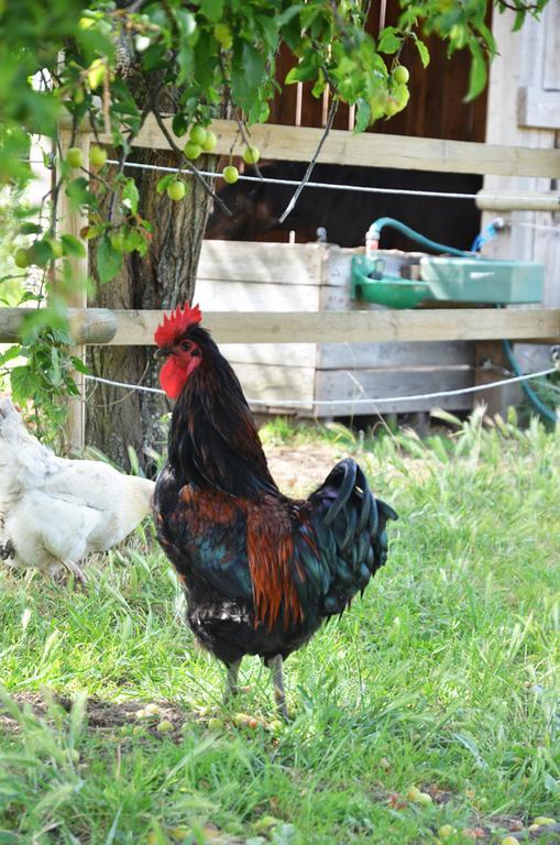 La Petite Ferme Bed & Breakfast Maze Luaran gambar